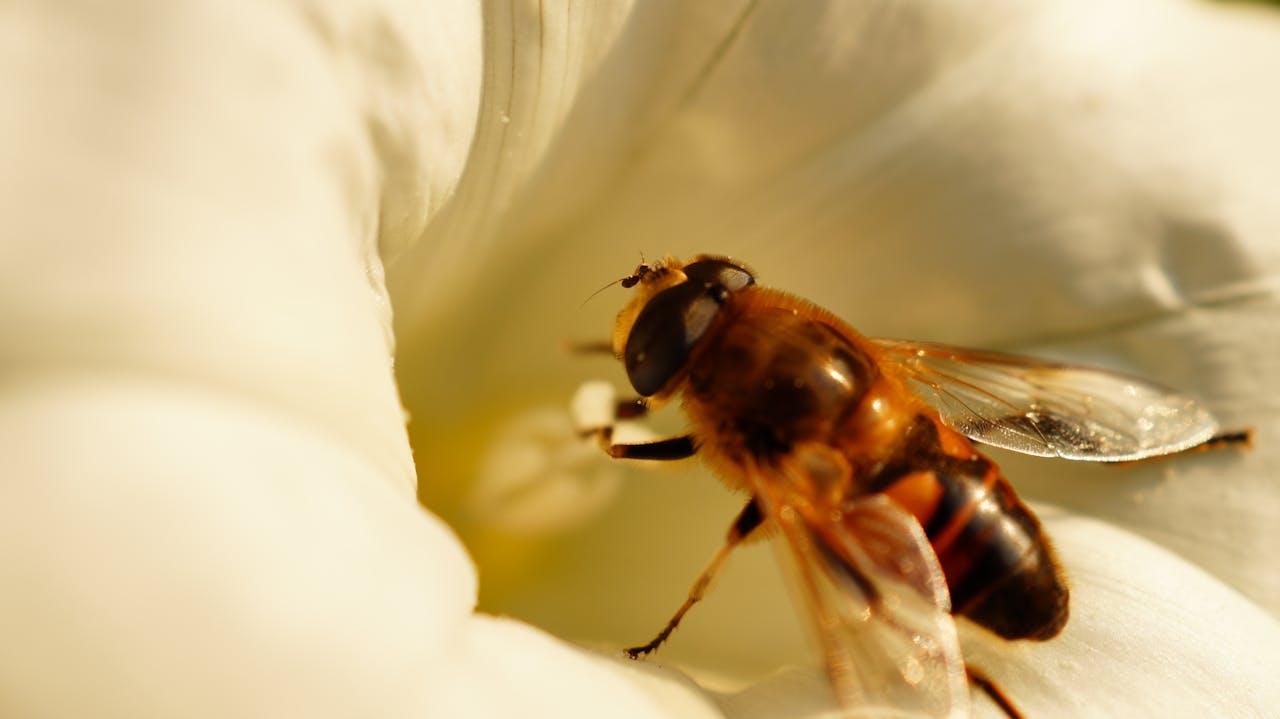 Detailed macro image of a bee collecting pollen from a white flower outdoors.